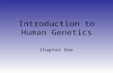 Introduction to Human Genetics Chapter One. What is DNA? Deoxyribonucleic Acid: –String of nucleotides Nucleotides made up of three parts: deoxyribose.