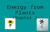 Energy from Plants Chapter 2. Lesson 1 What are the plants’ characteristics? Plants are made up of many cells. These cells all do different jobs in the.