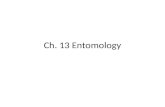 Ch. 13 Entomology. Taxonomy Classification of Things in an Orderly Way.