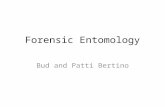 Forensic Entomology Bud and Patti Bertino. Forensic Entomology is based on: Insect life cycles Knowledge of length of stage of development Predatory food.