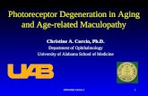 20051028, Curcio-11 Photoreceptor Degeneration in Aging and Age-related Maculopathy Christine A. Curcio, Ph.D. Department of Ophthalmology University of.