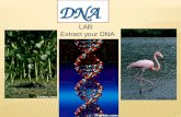 1 LAB: Extract your DNA.  DNA?  Where is it located?  What is the shape?  What has DNA? Deoxyribonucleic Acid Nucleus Living Organisms Double Helix.