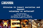 Altruism in insect societies and beyond: voluntary or enforced? Tom Wenseleers Department of Biology University of Leuven, Belgium tom.wenseleers@bio.kuleuven.be.