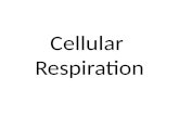 Cellular Respiration. Photosynthesis Exergonic Reactions.