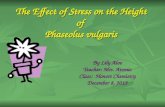 The Effect of Stress on the Height of Phaseolus vulgaris By Lily Aloe Teacher: Mrs. Atomic Class: Honors Chemistry December 8, 2013.