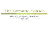 The Somatic Senses Sensory reception of the five senses.