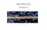 Membranes Chapter 5. 2 Membrane Structure The fluid mosaic model of membrane structure contends that membranes consist of: -phospholipids arranged in.