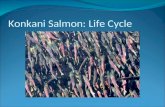 Konkani Salmon: Life Cycle. Adults Spawning During September and October these are the spawning months and thousands of Konkani's will rush up stream,