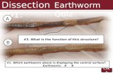 Click Dissection 101: Earthworm Quiz #1. Which earthworm above is displaying the ventral surface? Earthworm: A B A B #2. Name the structure indicated.