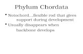 Phylum Chordata Notochord…flexible rod that gives support during development Usually disappears when backbone develops.