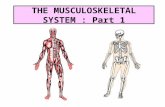 THE MUSCULOSKELETAL SYSTEM : Part 1 Structure and Function Forms the body framework Enables the body to move Protects and supports internal organs.