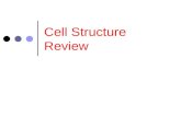 Cell Structure Review. Eukaryotic Cells Have a nucleus Found in multi-cellular organisms & some unicellular organisms.
