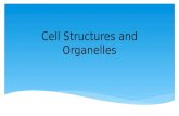 Cell Structures and Organelles. Cell Membrane Found: All Cells Location: Outer part of the cell Structure: Phospholipid bilayer Fluid, flexible Function