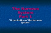 The Nervous System Part 1 “Organization of the Nervous System”