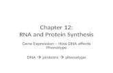 Chapter 12: RNA and Protein Synthesis Gene Expression – How DNA affects Phenotype DNA  proteins  phenotype.