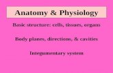 Anatomy & Physiology Basic structure: cells, tissues, organs Body planes, directions, & cavities Integumentary system.