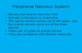 Peripheral Nervous System Nerves that branch from the CNS Somatic (voluntary) vs Autonomic The spinal nerves comes out of the spine, and the cranial nerves.