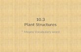 10.3 Plant Structures * Means Vocabulary word. Roots Roots: anchor a plant in the ground, absorb water and minerals from the soil, sometimes store food.