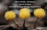 Slime Molds Slime Molds…Whatever Darrin Rubino Hanover College Biology Department.