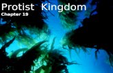 Protist Kingdom Chapter 19. What makes a protist a protist? Protists are the most diverse kingdom They were the very first eukaryotes –Gave rise to fungi,