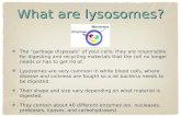 What are lysosomes? The “garbage disposals” of your cells; they are responsible for digesting and recycling materials that the cell no longer needs or.