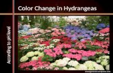 Color Change in Hydrangeas According to pH level nostalgichome.wordpress.com.