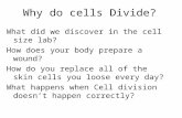 Why do cells Divide? What did we discover in the cell size lab? How does your body prepare a wound? How do you replace all of the skin cells you loose.