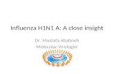 Influenza H1N1 A: A close insight Dr. Mustafa Ababneh Molecular Virologist.