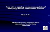 From cells to signaling cascades: manipulation of macrophage defense by Leishmania parasites Pijush K. Das Infectious Diseases and Immunology Division.