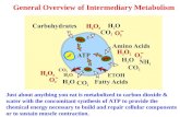 General Overview of Intermediary Metabolism Just about anything you eat is metabolized to carbon dioxide & water with the concomitant synthesis of ATP.