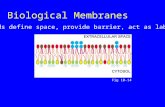 Biological Membranes Fig 10-14 Lipids define space, provide barrier, act as label.