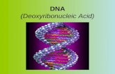 DNA (Deoxyribonucleic Acid). Genetic material of cells… GENES – units of genetic material that CODES FOR A SPECIFIC TRAITGENES – units of genetic material.