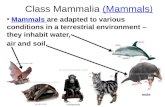 Class Mammalia (Mammals )(Mammals ) Mammals are adapted to various conditions in a terrestrial environment – they inhabit water,Mammals air and soil. mole.