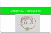 Internal Parasites. An internal parasite lives at least part of its life cycle inside the host. There are more than 150 types of internal parasites that.