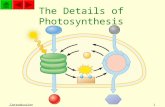 Introduction1 The Details of Photosynthesis Introduction2 Lesson Objectives You will be able to explain seven of the energy transformations that occur.