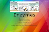 Enzymes Essential Questions: What is an enzyme? How do enzymes work? What are the properties of enzymes? How do they maintain homeostasis for the body?
