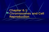 Chapter 6.1 Chromosomes and Cell Reproduction. Reasons cell undergo cell division 1. growth 2. development 3. repair 4. asexual reproduction 5. formation.
