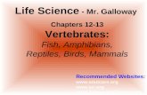 Chapters 12-13 Vertebrates: Fish, Amphibians, Reptiles, Birds, Mammals Life Science - Mr. Galloway Recommended Websites:   .