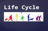 { Life Cycle. Fetal Growth and Development Fetal Growth and Development Embryo Embryo Two to eight weeks Two to eight weeks Development of vital systems.