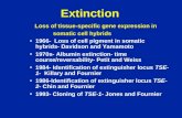 Extinction Loss of tissue-specific gene expression in somatic cell hybrids 1966- Loss of cell pigment in somatic hybrids- Davidson and Yamamoto 1970s-