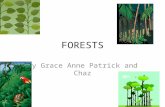 FORESTS By Grace Anne Patrick and Chaz. Living and Non-living Things Living: Birds, snakes, bears, plants, trees, frogs, worms, deer, bugs Non-living: