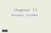 17 -1 Chapter 17 Urinary System. 17 -2  Introduction A.The urinary system consists of two kidneys that filter the blood, two ureters, a urinary bladder,