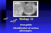 Biology 22 Drosophila Identification of various phenotypes.