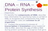 DNA – RNA – Protein Synthesis Objectives: F1-Identify the components of DNA, describe how information for specifying traits is carried in DNA, & recognize.