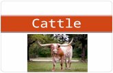 Cattle. Cattle Math You are a rancher in Texas and your currently have 300 head of cattle. The going rate for cattle in Texas is $4 a head. You hear that.