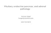 Pituitary, endocrine pancreas, and adrenal pathology Hannes Vogel hvogel@stanford.edu 650-723-9672.