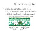 Closed stomates Closed stomates lead to… –O 2 builds up  from light reactions –CO 2 is depleted  in Calvin cycle causes problems in Calvin Cycle.