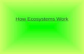 How Ecosystems Work. How Ecosystems Work Big Ideas Energy is transferred from the sun to producers Producers then transfer the energy to consumers Inefficient.