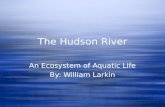 The Hudson River An Ecosystem of Aquatic Life By: William Larkin An Ecosystem of Aquatic Life By: William Larkin.