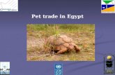 Pet trade in Egypt. The interest in keeping exotic animals as pets is growing rapidly A large international market has developed for these animals This.